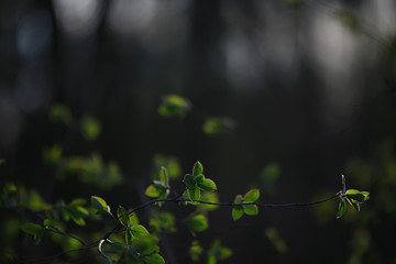 branches of young green leaves and buds, seasonal background, april march landscape in the forest