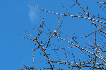 a Sparrow sits on a tree branch against a bright blue sky