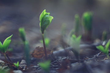 spring bokeh abstract blurred background, sun glare background