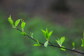 branches of young green leaves and buds, seasonal background, april march landscape in the forest