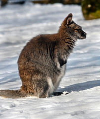 Bennett`s wallaby in the unusual environment. Latin name - Macropus rufogriseus © Mikhail Blajenov