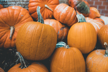 Viele Kürbisse sind für Halloween dekotiert