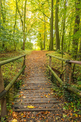 Obraz premium Holzbrücke führt über einen kleinen Bach im Wald