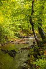 Idyllischer Bachlauf in einem Wald