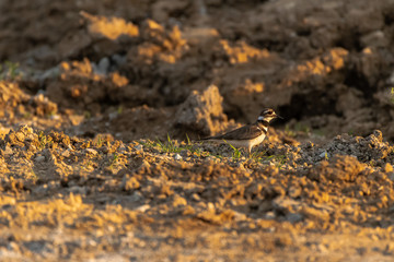 Killdeer on the beach