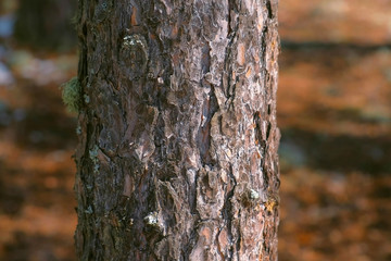Pine trunk with wood bark and beautiful natural texture with cracks in forest, closeup view. Old tree in woodland early spring.