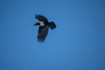 Corbeau pie dans le ciel de Pointe-Noire