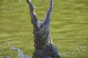 wild crocodile in the river, alligator in the swamp, wildlife predator head