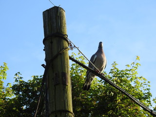 One pigeon sits at a wooden pole on a telephone cable - obrazy, fototapety, plakaty