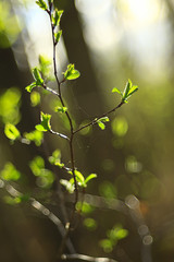 branches of young green leaves and buds, seasonal background, april march landscape in the forest