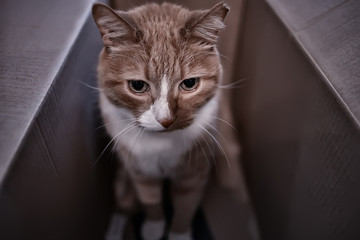 red cat in a box sitting, cats like cardboard boxes