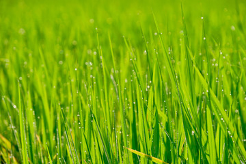 Grass green with dew in nature morning