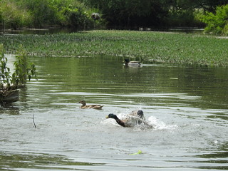 Two ducks fight each other in the water © Rafal