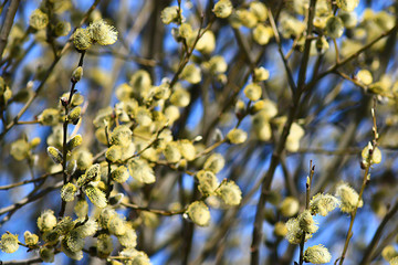 willow branches spring background, abstract blurred view of spring early march easter