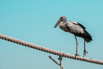 Egret perched on a rope blue sky background