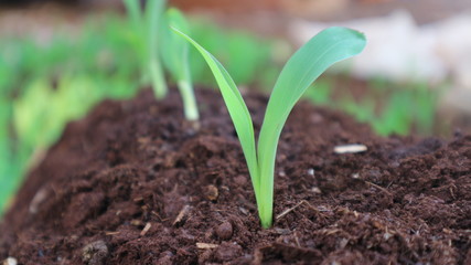 1 week corn seedling