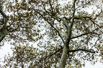 Silhouette of plane-tree branche and leaves