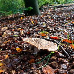 Close up of brown fungus with white dots