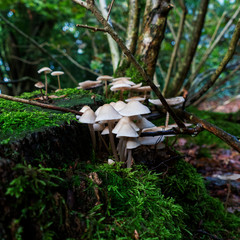 Close up of small white fungi
