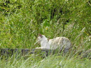 The white cat lies on a stone wall close to vegetation... © Rafal