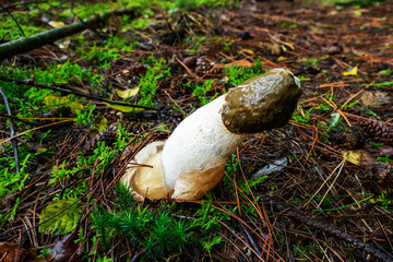 Close up of Common Stinkhorn (Phallus Impudicus)