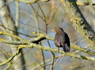 Blackbird on a branch in a tree