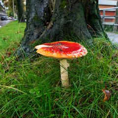 Close up of Amanita muscaria (fly agaric or fly amanita)