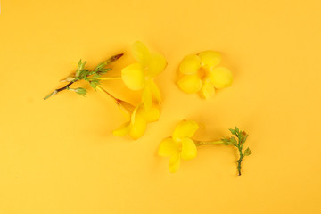 Fototapeta na wymiar Yellow allamanda bell flower on yellow paper background text copy space minimalist concept