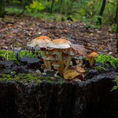 Tree with large brown fungi