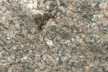 Pierre en milieu naturel au Québec, Canada.  Texture unique