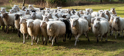 Flock of sheep running in a meadow