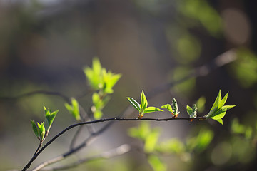 branches of young green leaves and buds, seasonal background, april march landscape in the forest