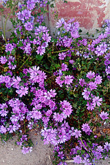Naklejka premium lilac flowers on a background of an old concrete wall 