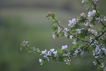 abstract apple tree flowers background, spring blurred background, branches with bloom