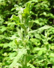 Green plant on a green natural background