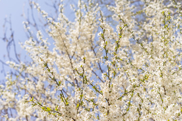 blooming cherry tree in spring. flowering spring tree
