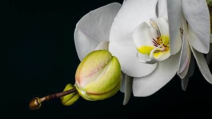 Orchid but and white flowers.