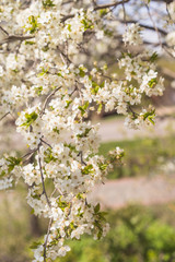 flowering spring tree