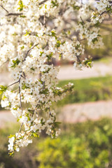 flowering spring tree