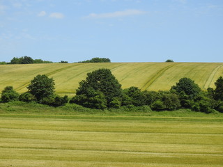 Light and dark green fields and landscapes