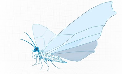 Butterfly anatomy, 3D illustration with grid structure on white background
