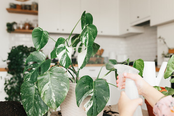 child girl spray with water a monstera houseplant © laniko