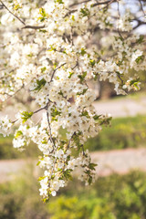 flowering spring tree