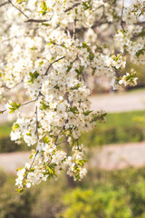 flowering spring tree