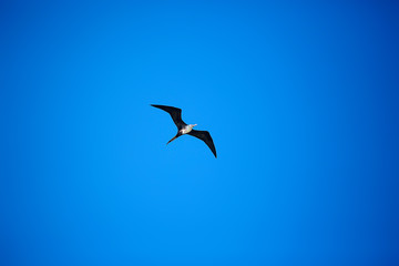 frigate in flight, seabird flies in the blue sky, freedom