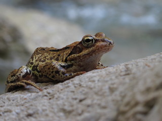Frosch am Stein