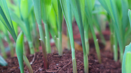 1 week corn seedling