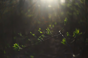 abstract sunny day background in spring forest, branches with buds and young leaves in the sunlight