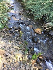 stream in the forest