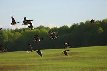 geese spring migratory birds in the field, spring landscape background